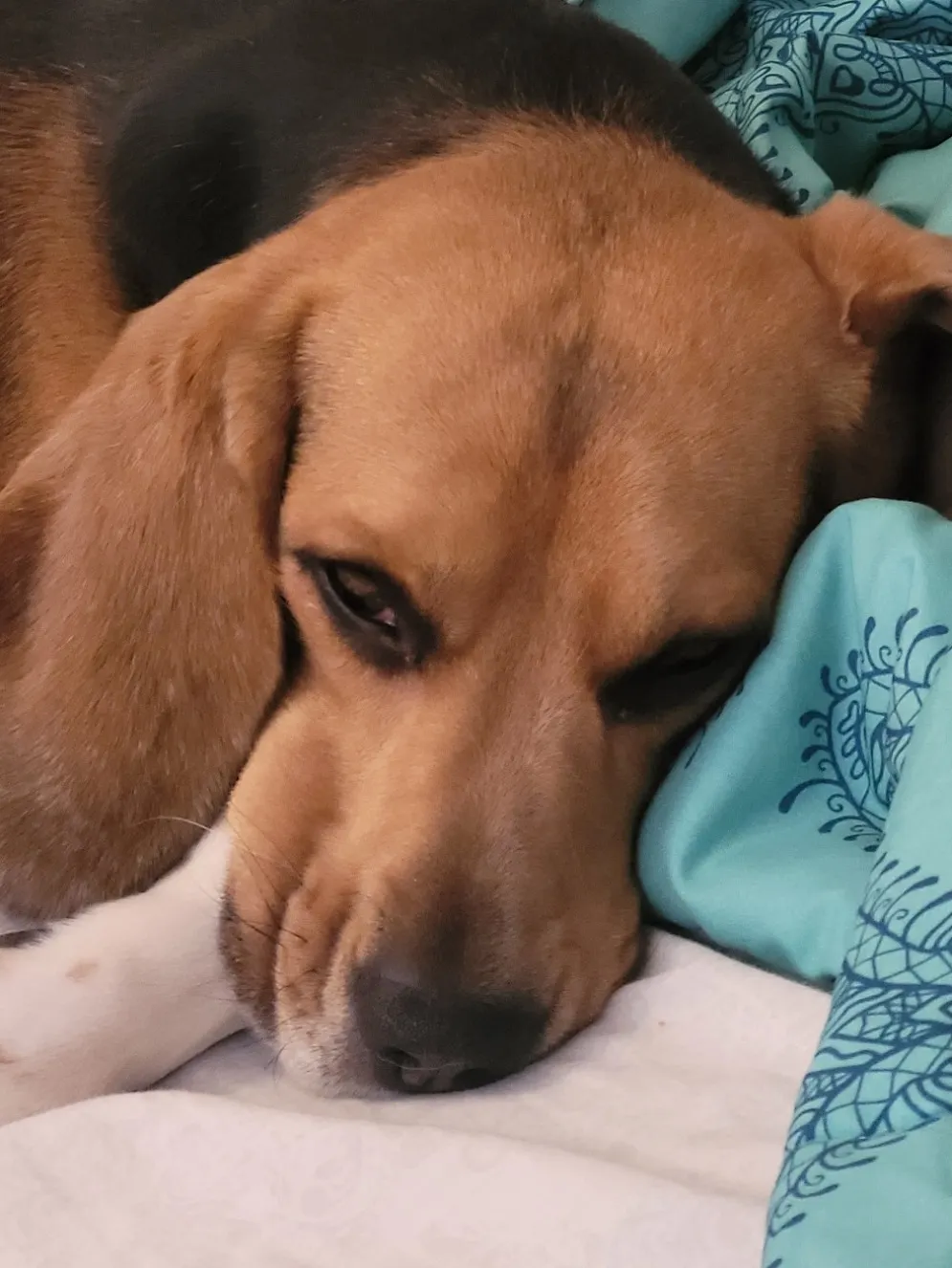 Perro feliz